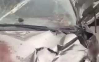 Медведь в Ладе и залитая пеной выхлопная труба: автособытия недели